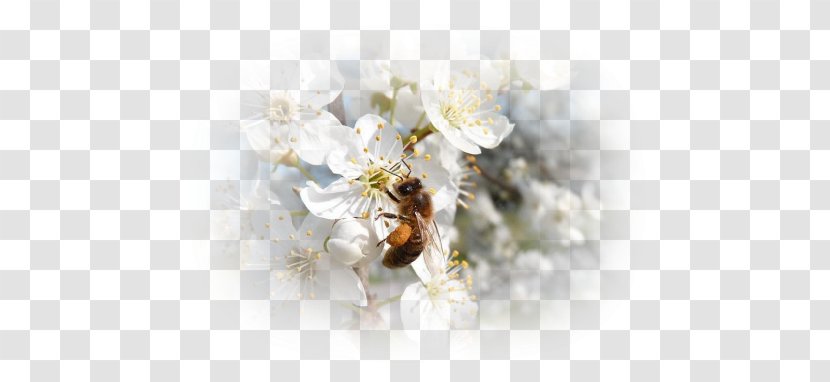 Honey Bee Desktop Wallpaper Cut Flowers - Membrane Winged Insect Transparent PNG