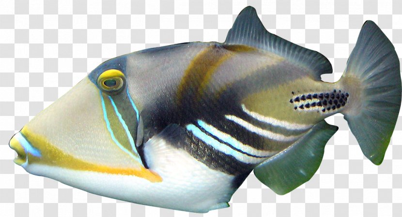 Lagoon Triggerfish Coral Reef Clown - Redtoothed - Tropical Fish Transparent PNG