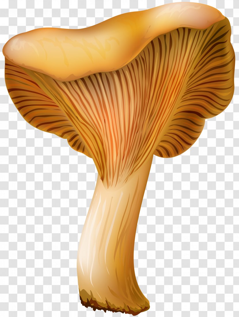 Pleurotus Eryngii Edible Mushroom Clip Art - Agaricaceae Transparent PNG