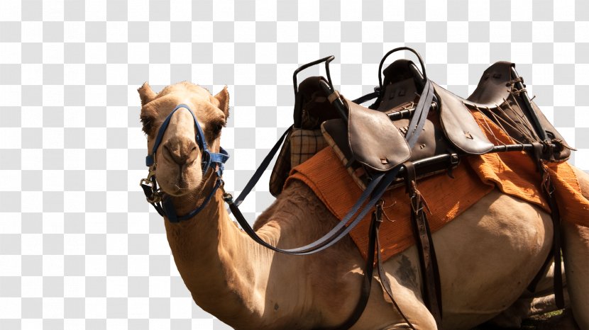 Dromedary Casela World Of Adventures Saddle Horse Pack Animal - Luxuriance Transparent PNG