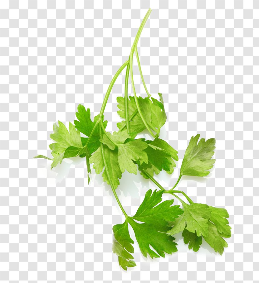 Coriander Mediterranean Cuisine Parsley Food Italian - Nutrition - Health Transparent PNG