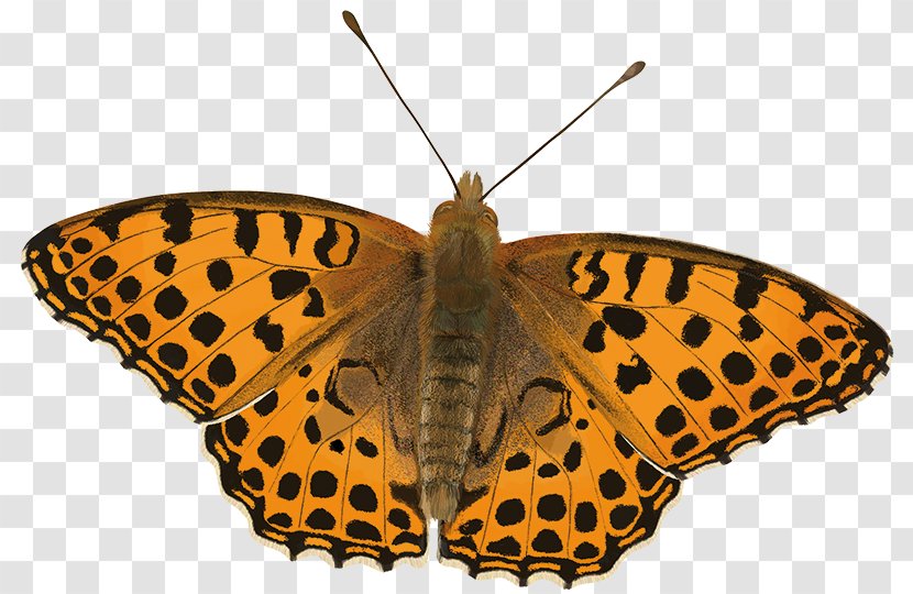 Monarch Butterfly Mopane Worm Gossamer-winged Butterflies Pieridae Orange Transparent PNG