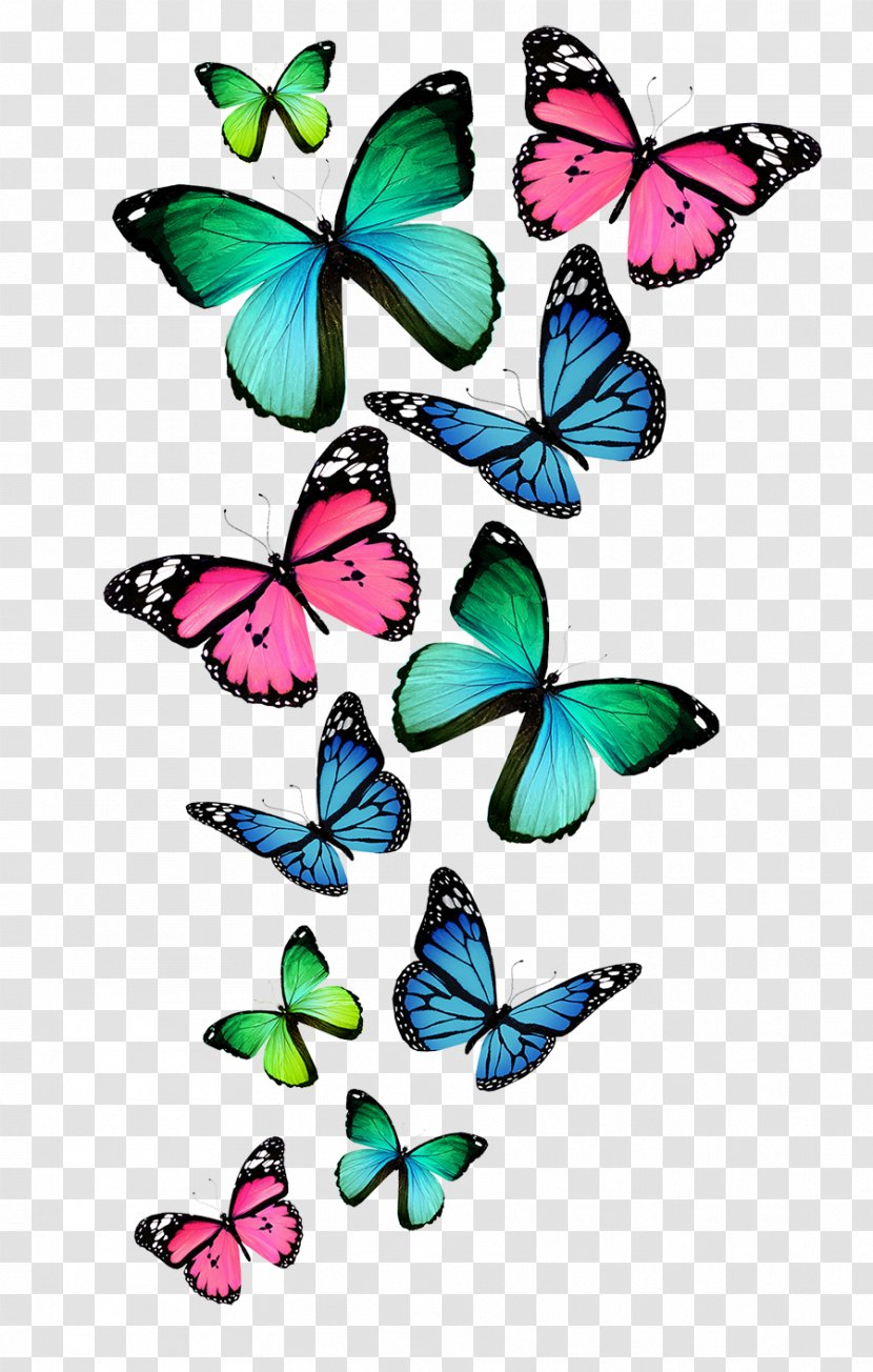 Butterfly Color Royalty-free Clip Art - Insect - Watercolor Animals Transparent PNG