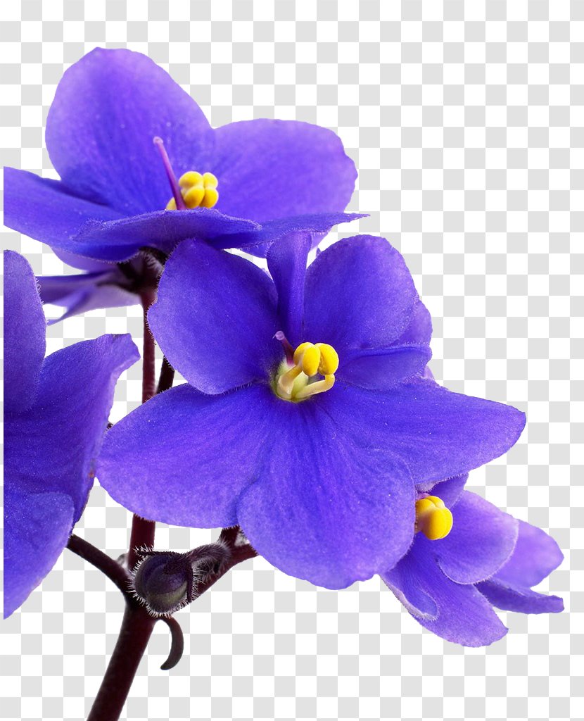 Moth Orchid Bellflower Family Plant - Blue Transparent PNG
