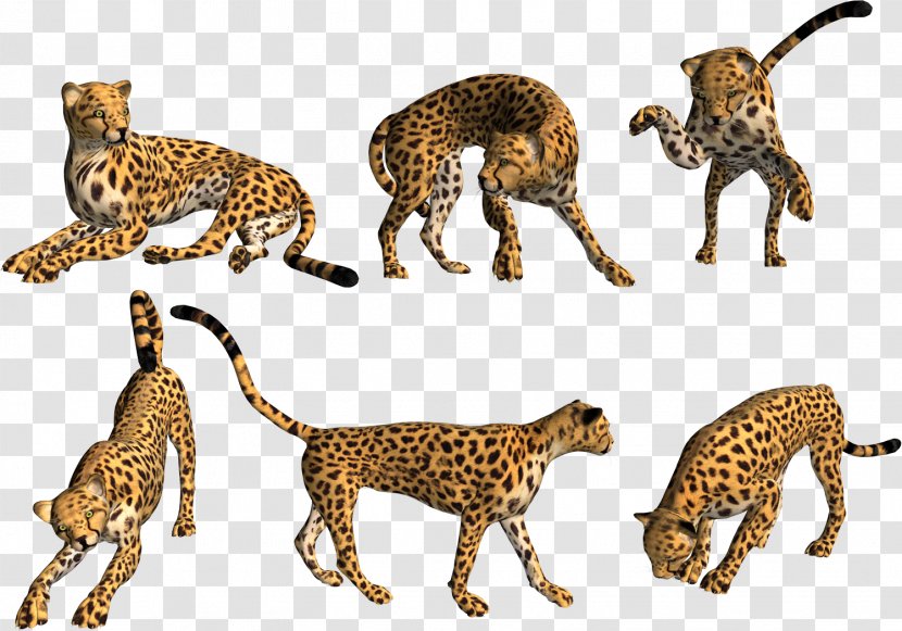 Leopard Asiatic Cheetah Mammal Carnivora Transparent PNG