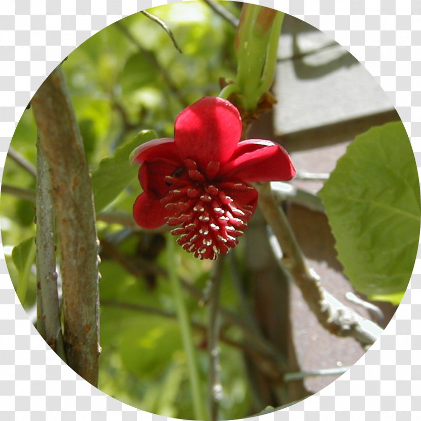 Five-flavor Berry Plant Dicotyledon Vine Schisandra Rubriflora - Wildflower Transparent PNG