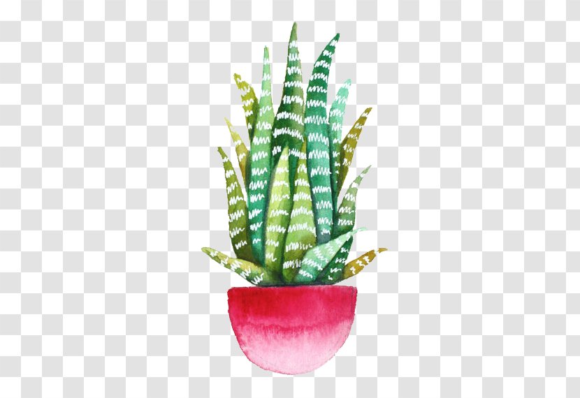 Echeveria Agavoides Drawing Cactaceae Succulent Plant Watercolor Painting - Vegetable - Hand-painted Beautiful Aloe Material Transparent PNG