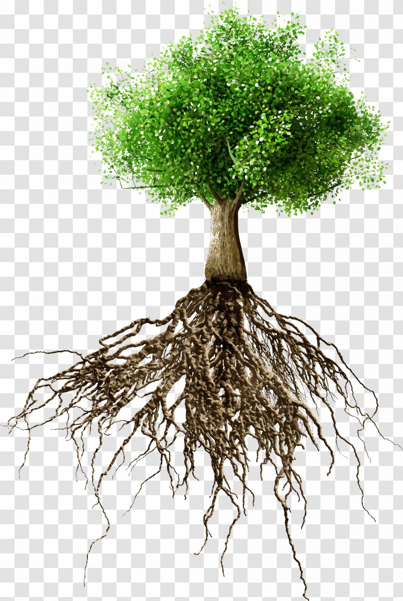 Root Tree Plant Woody Stem - Trunk Flowerpot Transparent PNG