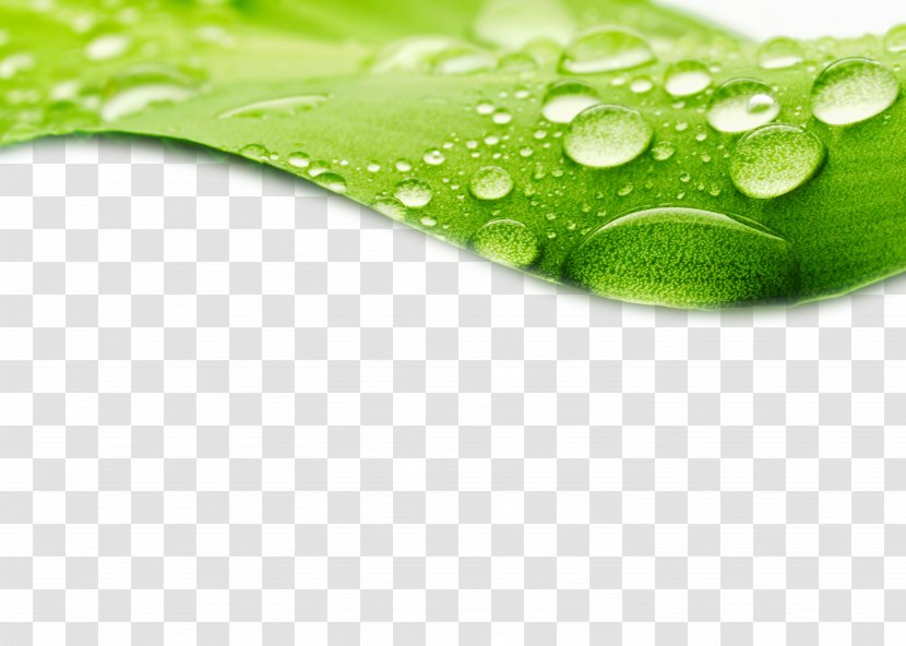 Dew Drop Leaf Stock Photography Wallpaper - Shutterstock - Crystal Water Droplets With Green Leaves HD Pictures Transparent PNG