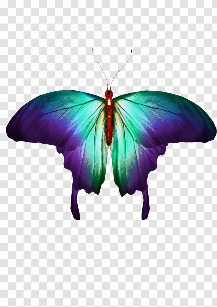 Butterfly Stock Photography Image Royalty-free Transparent PNG