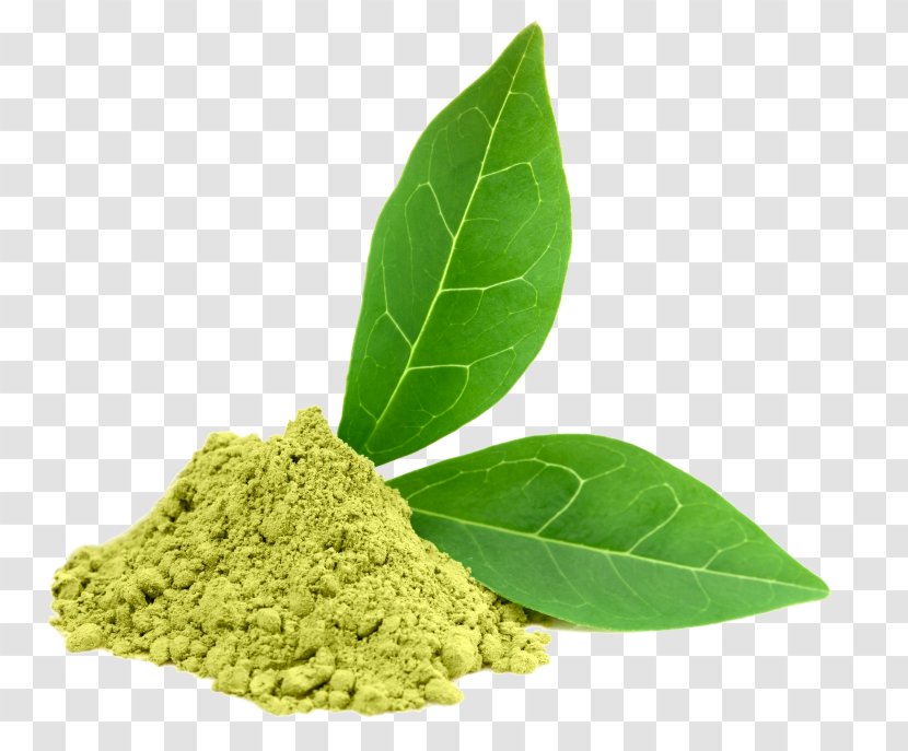 Green Tea Matcha Dietary Supplement Epigallocatechin Gallate Transparent PNG