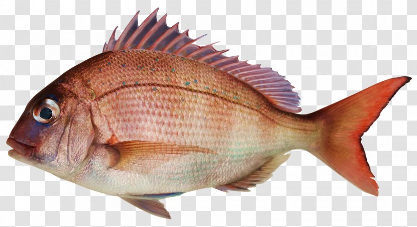 Fish Pond Seafood Pagrus Major - Shellfish Transparent PNG