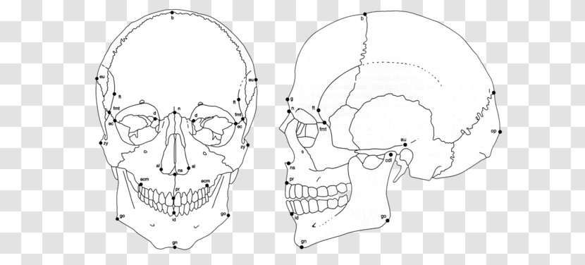 Ear The Human Skull Skeleton Craniometry - Frame - Genetic Drift In Humans Transparent PNG