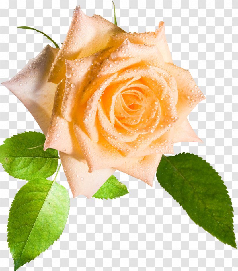 Flower Desktop Wallpaper Rose Stock Photography High-definition Video - Yellow Transparent PNG