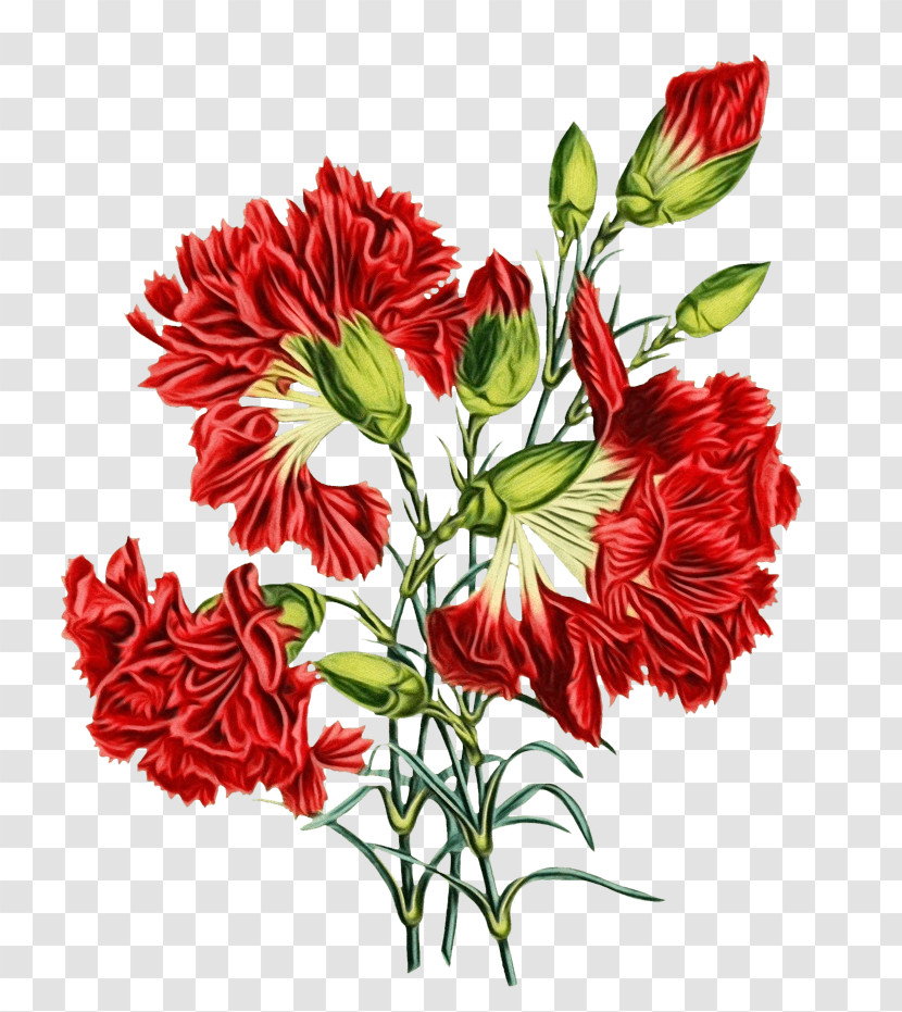 Flower Plant Cut Flowers Carnation Red Transparent PNG