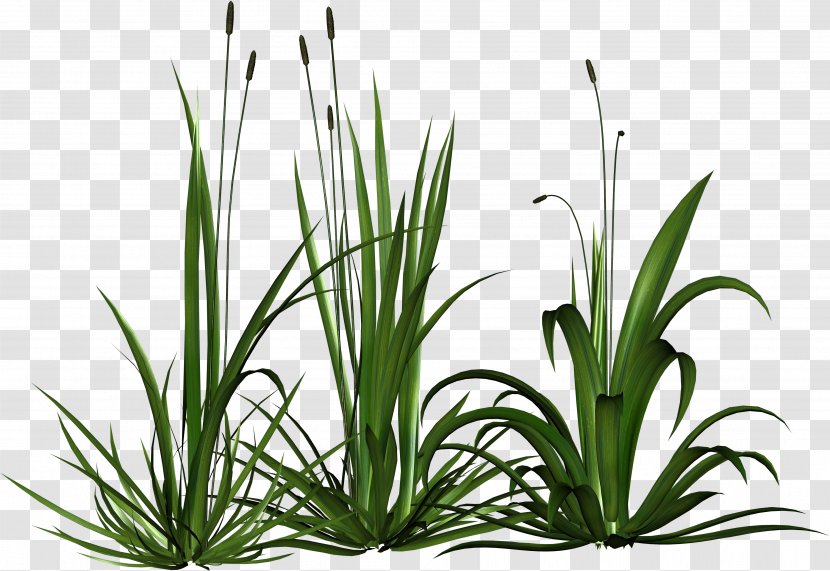 Download DepositFiles Clip Art - Plant - Biological Rosemary Grass Transparent PNG