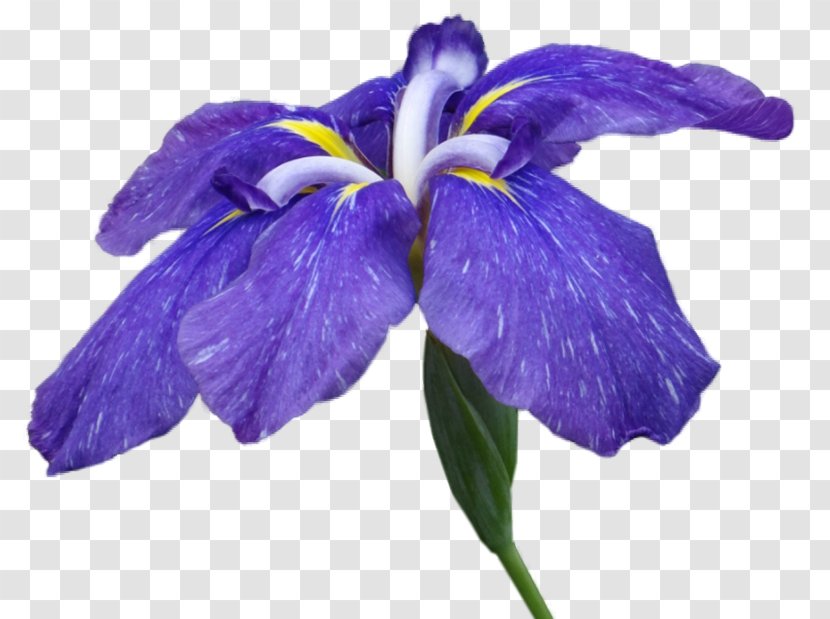 Irises Flower Petal Clip Art - Purple Transparent PNG