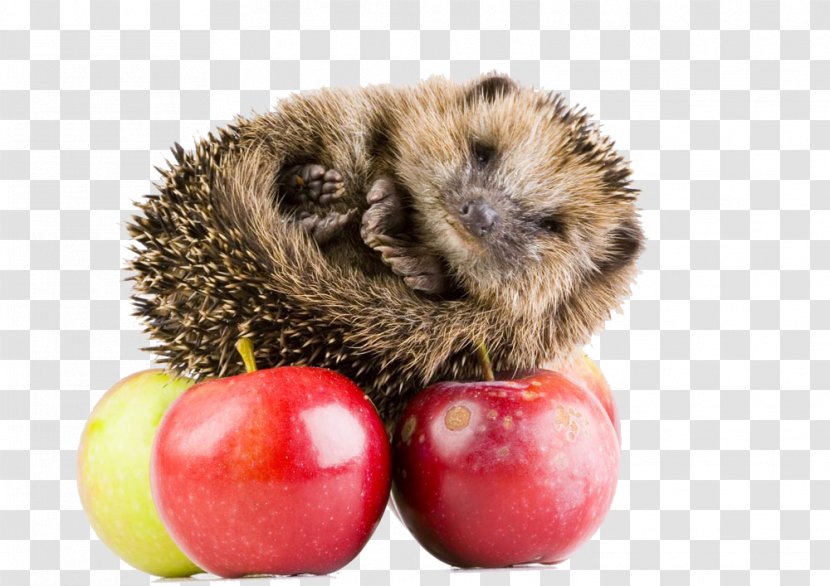 Hedgehog Hxe9risson Stock Photography Wallpaper - Royaltyfree - Sleeping On Apple Transparent PNG