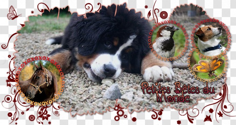 Dog Breed Bernese Mountain Puppy Snout - Brigitte Bardot Transparent PNG