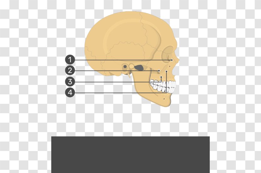 Rhomboid Major Muscle Minor Muscles Teres - Nose - Skull And Bone Transparent PNG