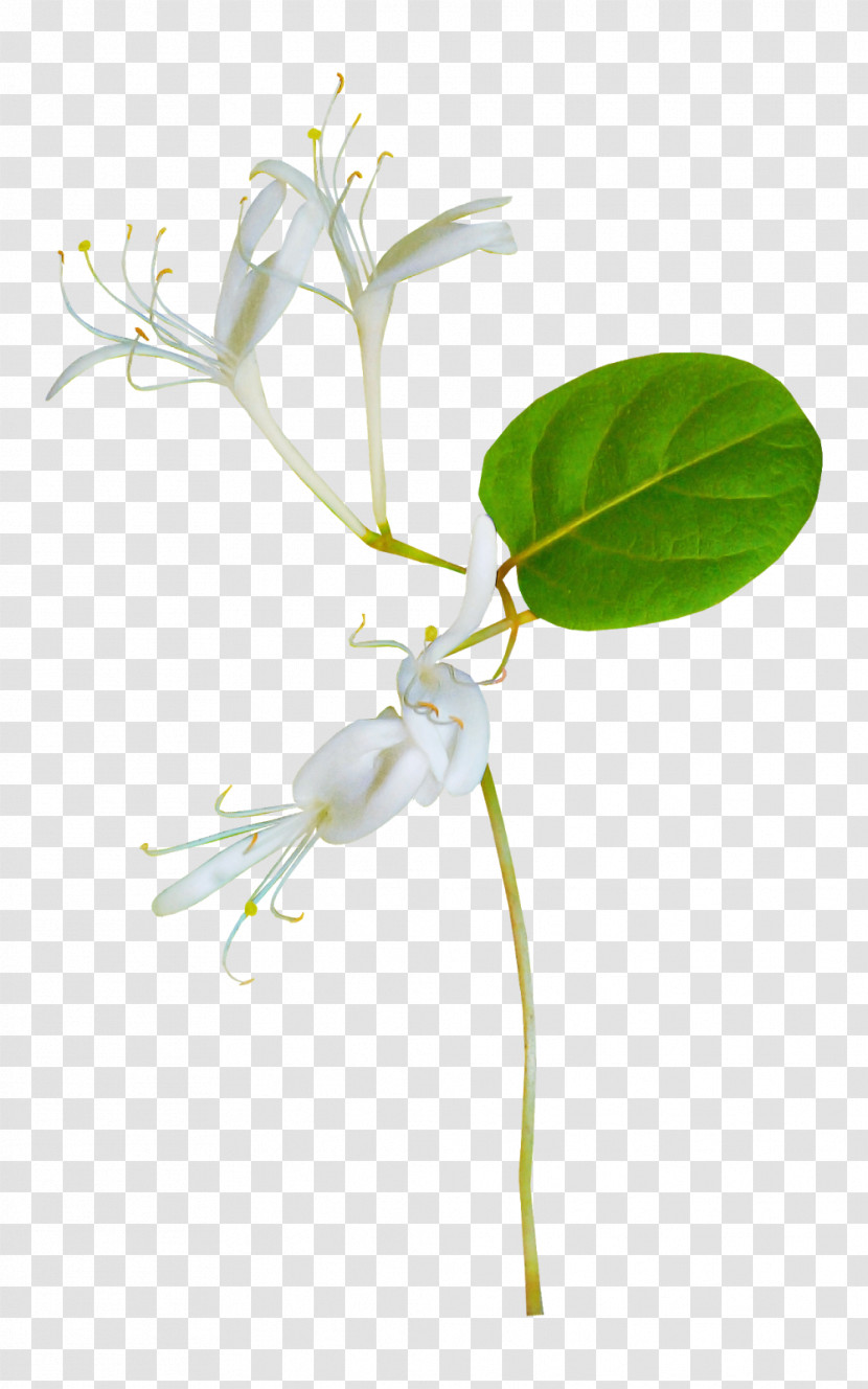 Flower Plant Pedicel Honeysuckle Plant Stem Transparent PNG