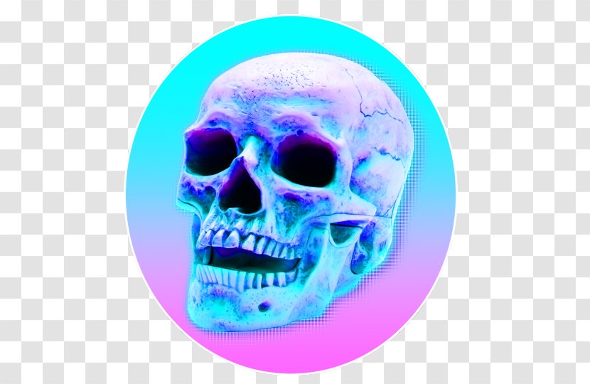 Skull Human Skeleton - Jaw - холод Transparent PNG