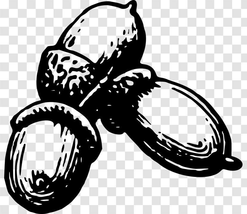 Acorn Seed Clip Art - Invertebrate Transparent PNG