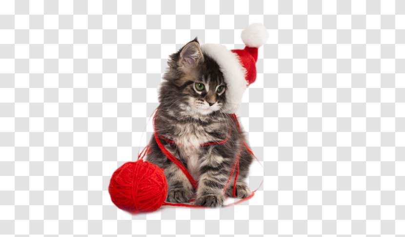 Cat Kitten Santa Claus Christmas Puppy - Iphone - Cute Creative Transparent PNG