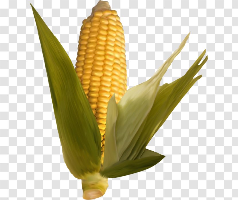 Corn On The Cob Commodity Plant Stem Maize Transparent PNG