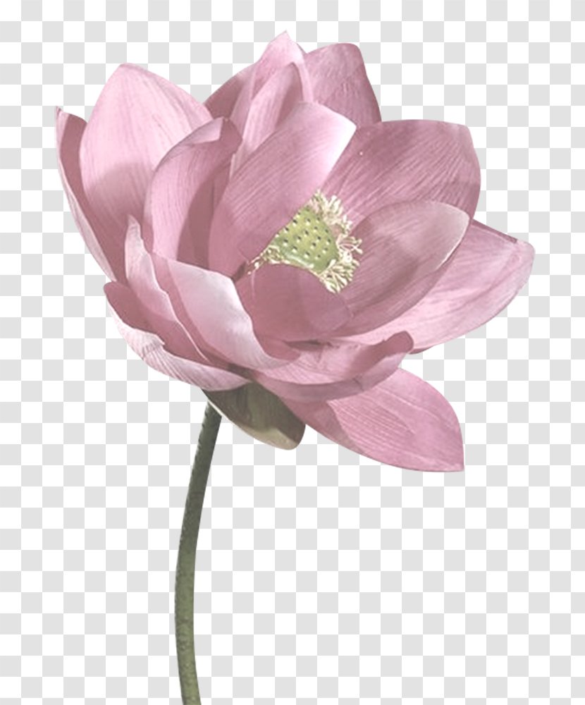 Centifolia Roses Flower Garden Clip Art - Rosa - Ps Flowers Creative Floral Vector Material Transparent PNG
