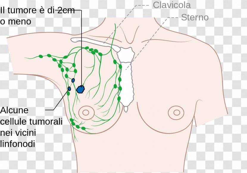 Axilla Lymph Node Arm Diagram - Frame Transparent PNG