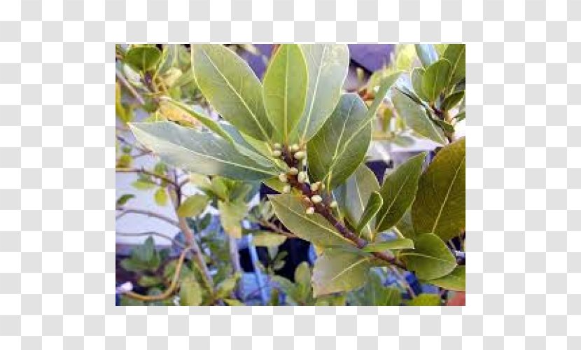 Bay Laurel Laurus Novocanariensis Azorica Leaf Tree - BAY LEAVES Transparent PNG