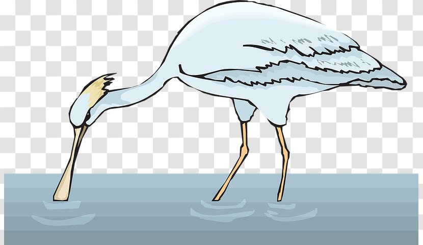 Crane Bird - Cranelike - Wood Stork Heron Transparent PNG