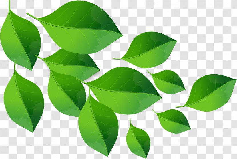 Green Leaf Material - Photography Transparent PNG
