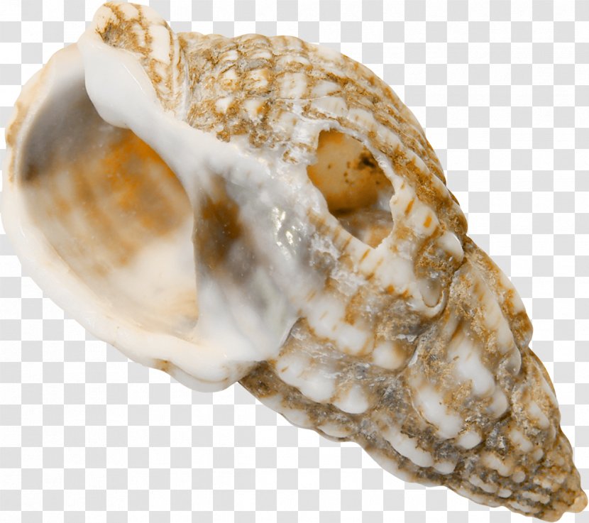 Cockle Sea Snail Conchology Seashell - Author - Sand Transparent PNG