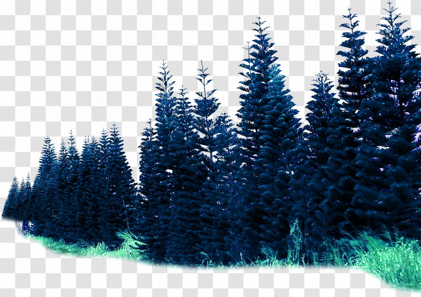 Spruce Forest Rendering - Pine - Environmental Effect Material Transparent PNG