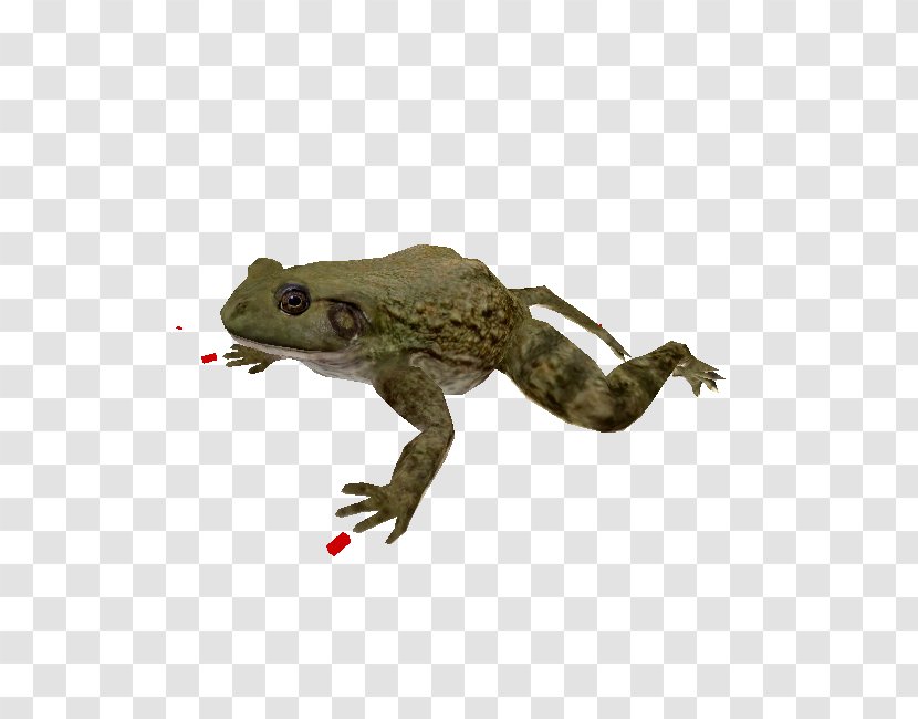 Zoo Tycoon Toad True Frog Amphibian - Blue Fang Games - Organism Transparent PNG