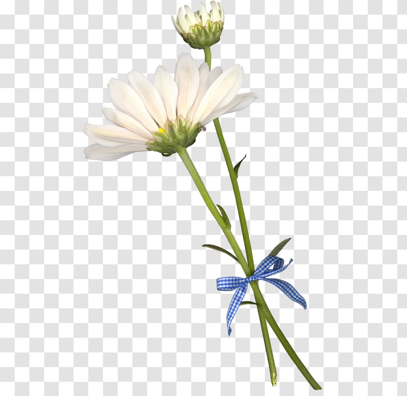 Common Daisy Cut Flowers Petal - White - Flower Transparent PNG