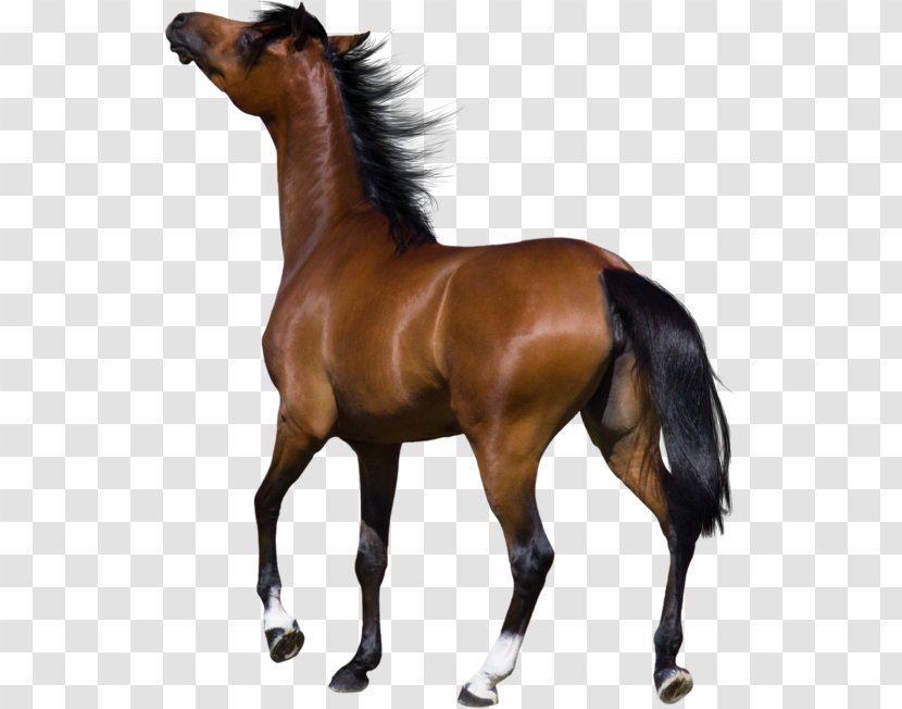 Mustang Friesian Horse American Quarter Stallion Andalusian - Mane Transparent PNG