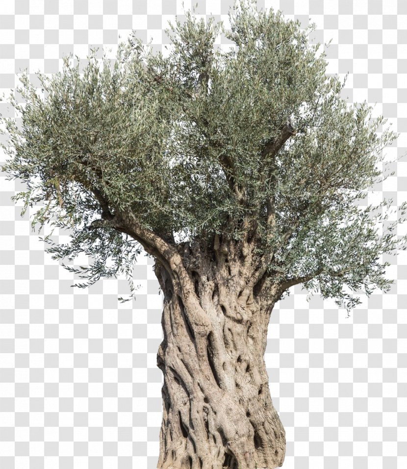 Olive Stock Photography Tree Mediterranean Cuisine Branch Transparent PNG