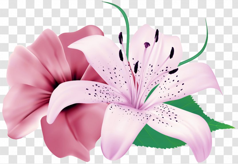 Easter Lily Background - Hibiscus Cut Flowers Transparent PNG