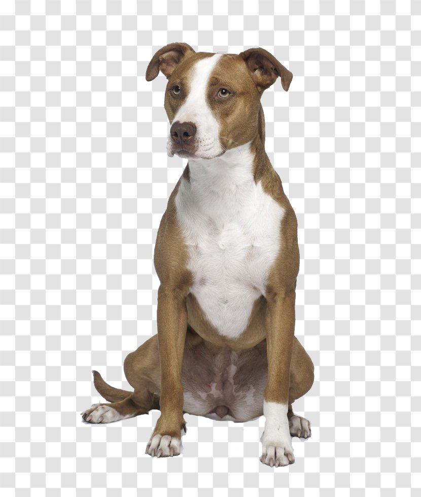 American Pit Bull Terrier Staffordshire - Dog Transparent PNG