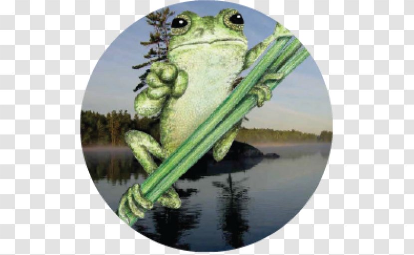 True Frog Leadership Curriculum Knowledge - Fauna - Nongovernmental Organisation Transparent PNG