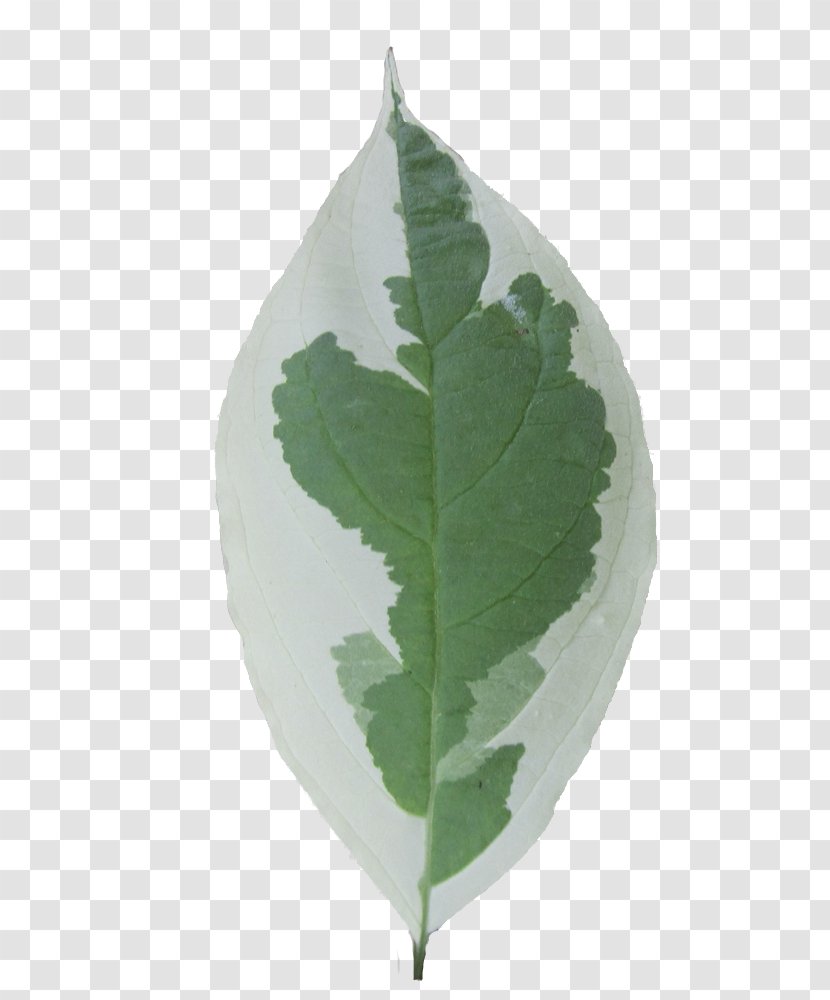 Leaf Tree Garden Shrub Web Browser - Don Peters Transparent PNG