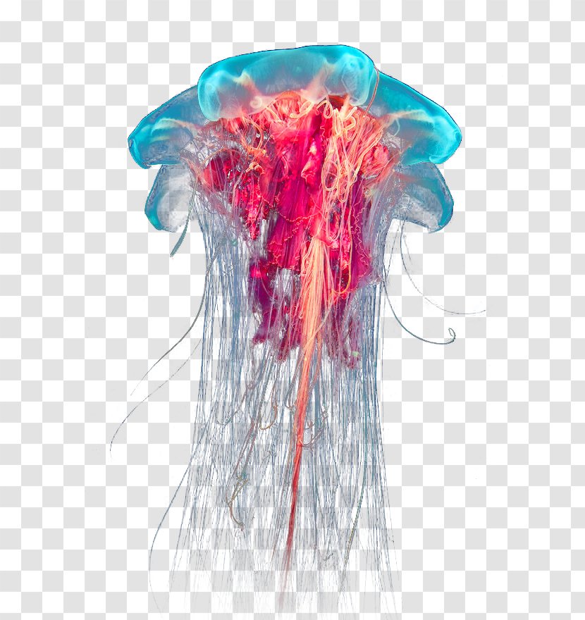 Box Jellyfish Ocean Tide Pool - Lion S Mane Transparent PNG