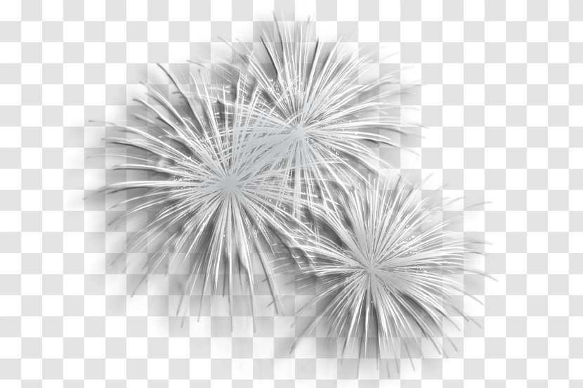 Adobe Fireworks Clip Art - Flower - Picture Transparent PNG