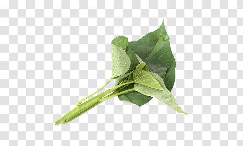Sweet Potato Leaf Plant - Gratis - A Strain Of Leaves Transparent PNG