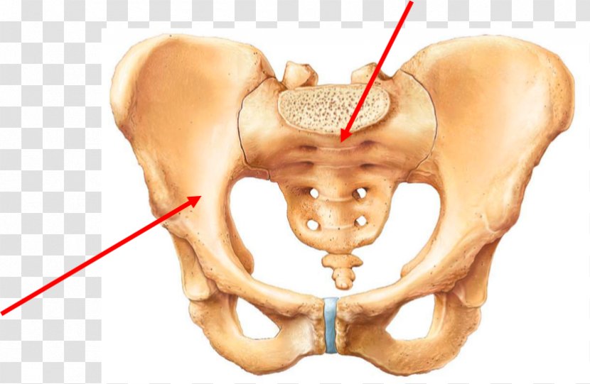 Pelvis Hip Bone Human Body Skeleton - Flower - Sacrum Transparent PNG