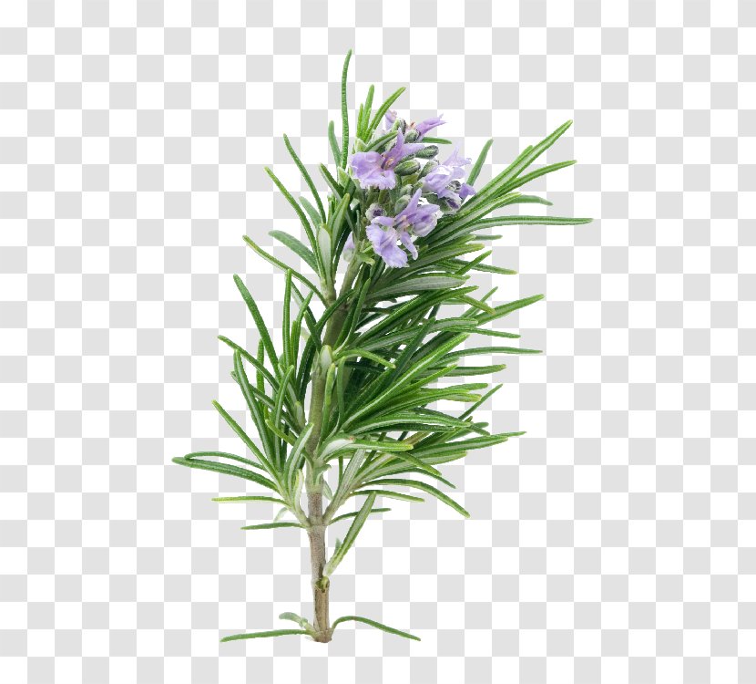 Rosemary Herb Essential Oil Plant Porchetta - Chives - Extracts Transparent PNG
