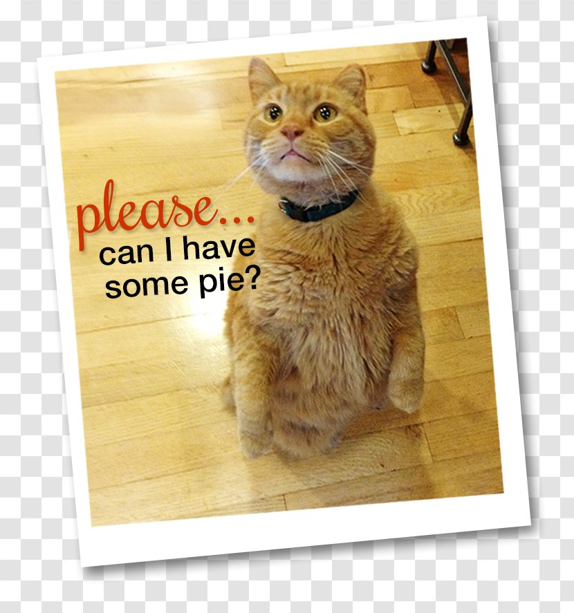 Whiskers Thanksgiving Cats Day Tabby Cat - Time Transparent PNG